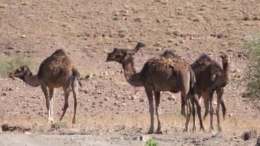 Nkob, Fas çevresinde dromedary deve sürüsü