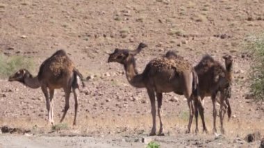 Nkob, Fas çevresinde dromedary deve sürüsü