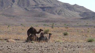 Dromedary deve oturuyor ve Nkob, Fas etrafında ayağa kalkıyor.