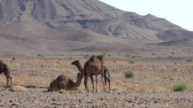 Nkob, Fas 'taki Sahara çölünde dromedary deve sürüsü.