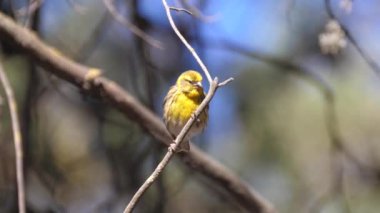 Talassemtane Ulusal Parkı Fas, Afrika 'da bir şubede erkek Kızıl Yasa tasarısı