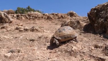 Fas kaplumbağası Fas, Afrika 'da kayalık bir tepeden aşağı yürüyor.