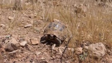 Fas kaplumbağası Fas, Afrika 'da kameraya doğru yürüyor.
