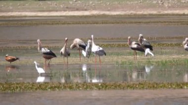 Güney Afrika deniz ördekleri, bir grup leylek ve büyük balıkçıl Fas, Afrika 'da bir gölde