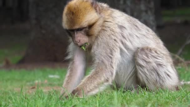 Dos Monos Bárbaros Campo Hierba Bosque Cedre Gouraud Medio Atlas — Vídeo de stock