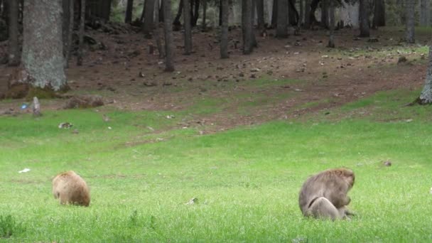 Two Barbary Apes Grass Field Cedre Gouraud Forest Middle Atlas — Stock Video