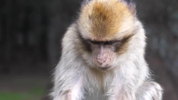 Two Barbary Apes Grass Field Cedre Gouraud Forest Middle Atlas — Stock Video