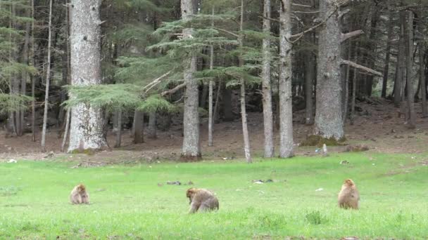 摩洛哥中部阿特拉斯山脉Cedre Gouraud森林草场上的两只野蛮猿 — 图库视频影像