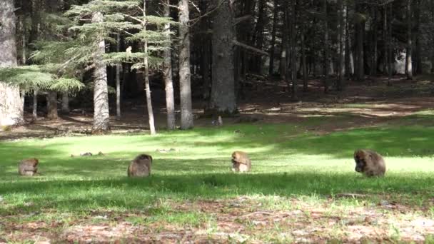 Deux singes barbares sur un champ d'herbe à la forêt de Cedre Gouraud dans la chaîne de montagnes du Moyen Atlas au Maroc
