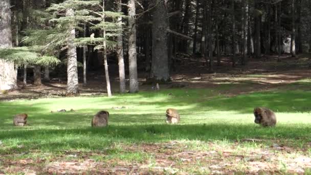 Zwei Berberaffen Auf Einer Wiese Cedre Gouraud Wald Mittleren Atlas — Stockvideo