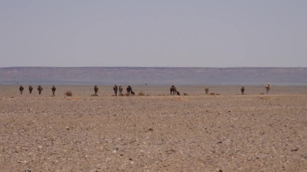 摩洛哥Erg Chebbi撒哈拉沙漠的骆驼群 — 图库视频影像