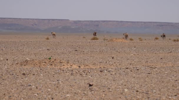 摩洛哥Erg Chebbi撒哈拉沙漠的骆驼群 — 图库视频影像