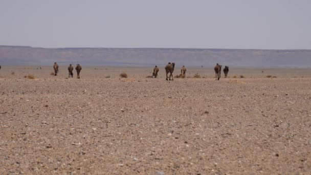 Wielbłądy Dromaderskie Stada Pustyni Erg Chebbi Sahara Maroku — Wideo stockowe