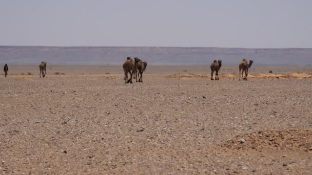 Dromedari Nel Deserto Del Sahara Erg Chebbi Marocco — Video Stock