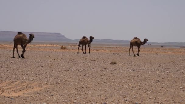 Camelos Dromedários Rebanho Passando Deserto Saara Erg Chebbi Marrocos — Vídeo de Stock