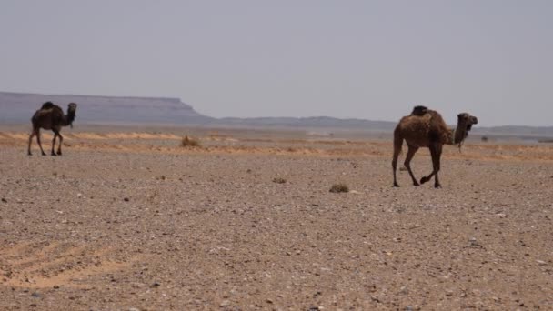 Camelos Dromedários Rebanho Passando Deserto Saara Erg Chebbi Marrocos — Vídeo de Stock