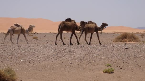 Herd Dromedary Camels Passing Erg Chebbi Sahara Desert Morocco — Stock Video