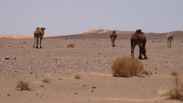 在摩洛哥Erg Chebbi撒哈拉沙漠散步的牧群骆驼 — 图库视频影像