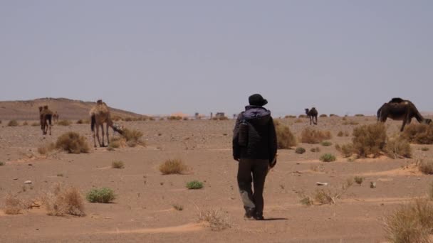 Pastor Camellos Caminando Hacia Sus Camellos Dromedarios Desierto Del Sahara — Vídeos de Stock