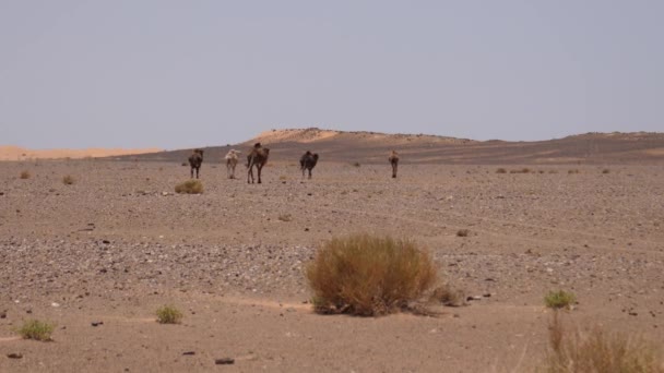 在摩洛哥Erg Chebbi撒哈拉沙漠散步的骆驼群 — 图库视频影像