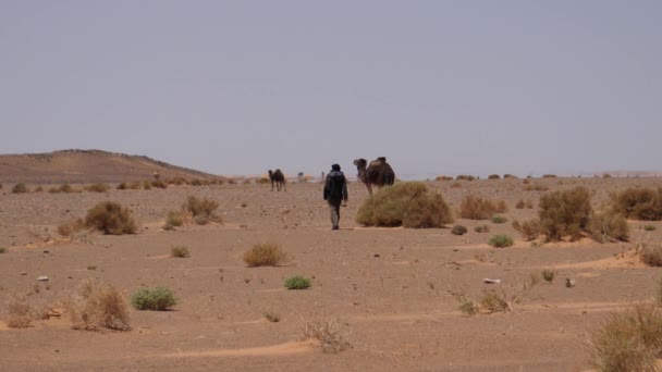 在摩洛哥的Erg Chebbi撒哈拉沙漠 骆驼牧人走向他的小骆驼 — 图库视频影像