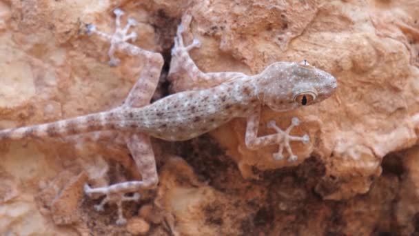 Gecko Deserto Uma Rocha Marrocos África — Vídeo de Stock
