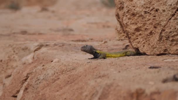 Марокканський Ящірка Спині Лежить Сонці Навколо Мески Марокко Африка — стокове відео