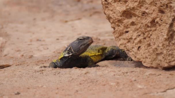 Марокканська Ящірка Спині Рухається Під Скелею Навколо Мески Марокко Африка — стокове відео