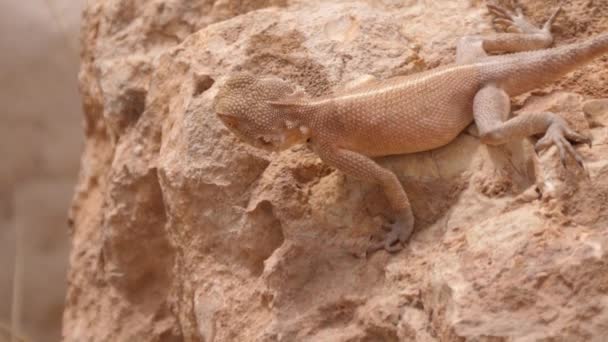 Desert Agama Caça Uma Rocha Torno Meski Marrocos África — Vídeo de Stock