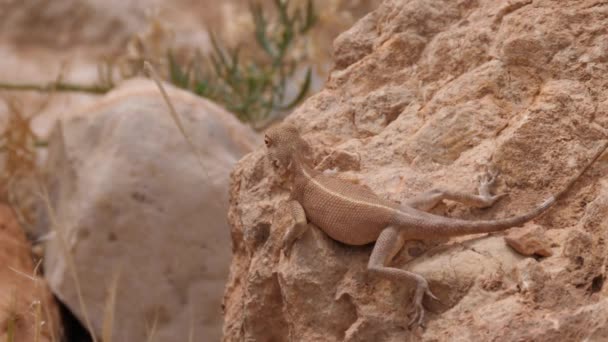 Desert Agama Olhando Redor Uma Rocha Meski Marrocos África — Vídeo de Stock