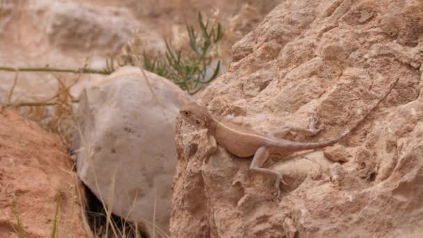 Desert Agama Sobre Uma Rocha Torno Meski Marrocos África — Vídeo de Stock