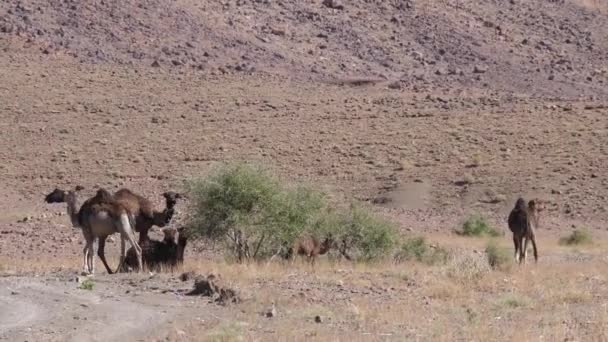 Herd Van Dromedaris Kamelen Rond Een Struik Nkob Marokko — Stockvideo