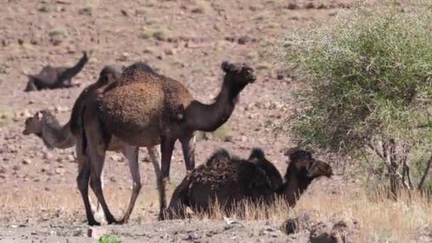 Herd Van Dromedaris Kamelen Rond Een Struik Nkob Marokko — Stockvideo