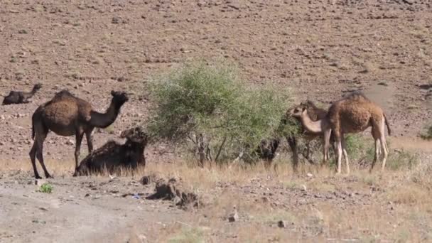 Herd Dromedary Camels Bush Nkob Morocco — Stock Video