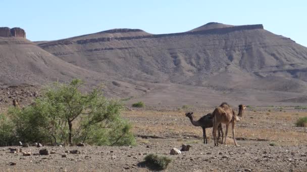 Manada Camellos Dromedarios Alrededor Arbusto Nkob Marruecos — Vídeo de stock