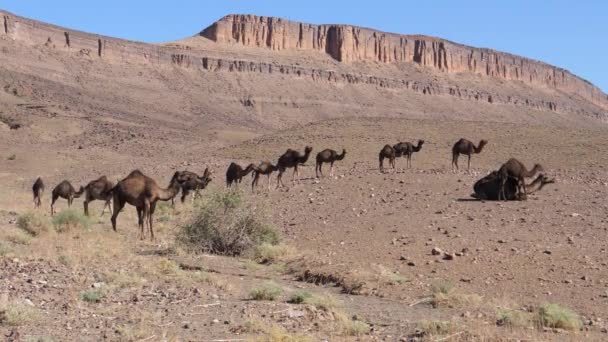 Μεγάλο Κοπάδι Από Οικογένειες Καμήλων Δρομέων Στην Έρημο Sahara Στο — Αρχείο Βίντεο