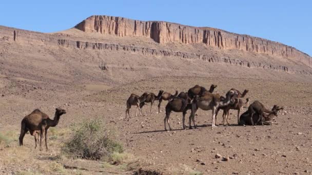 モロッコのNkobにあるサハラ砂漠にある大きなラクダ科の群れ — ストック動画