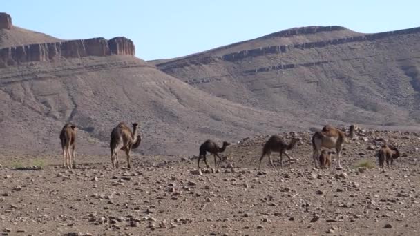 Herd Van Dromedaris Kamelen Sahara Woestijn Bij Nkob Marokko — Stockvideo