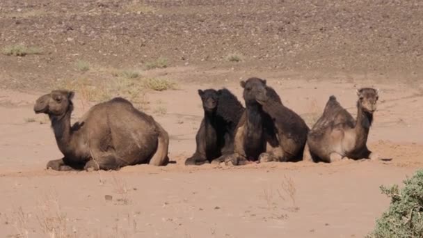 Herd Van Dromedaris Kamelen Zittend Sahara Woestijn Bij Nkob Marokko — Stockvideo