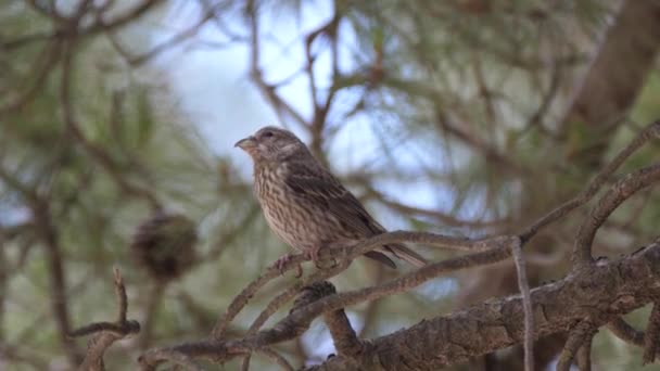 Roter Kreuzschnabel Auf Einem Zweig Talassemtane Nationalpark Marokko Afrika — Stockvideo