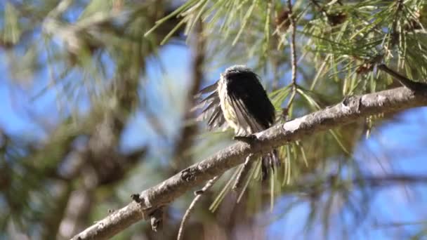 Coal Tit Bird Una Sucursal Parque Nacional Talassemtane Marruecos África — Vídeo de stock