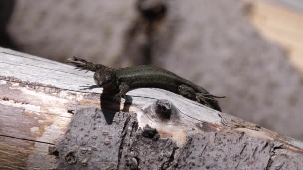 Lézard rupestre marocain sur un arbre dans le parc national de Talassemtane Maroc, Afrique