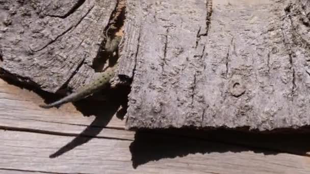 Западная Зеленая Ящерица Стволе Дерева Национальном Парке Талассеттан Марокко Африка — стоковое видео