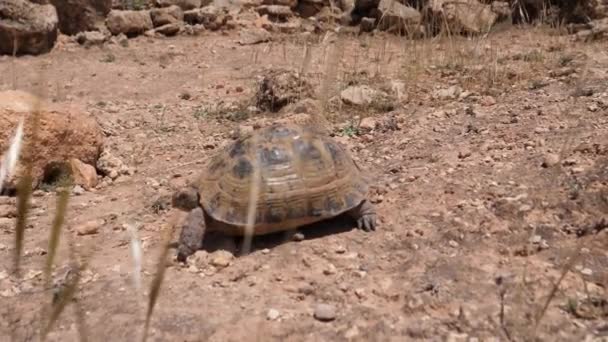 Pan Siguiendo Una Tortuga Marroquí Caminando Sobre Una Colina Rocosa — Vídeo de stock