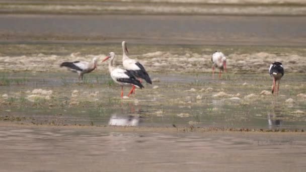 Storks Landing Lake Morocco Africa — Stock Video