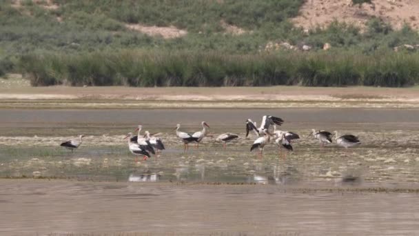 Cigüeñas Desembarcando Lago Marruecos África — Vídeo de stock