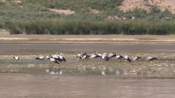 Group Storks Lake Morocco Africa — Stock Video