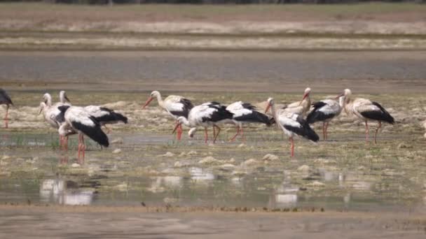 Storchengruppe Einem See Marokko Afrika — Stockvideo