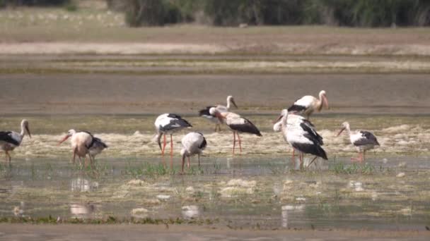 Group Storks Lake Morocco Africa — Stock Video