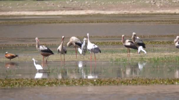 Shelducks Sudafricanos Grupo Cigüeñas Grandes Garzas Lago Marruecos África — Vídeo de stock